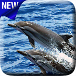 Dolphins Video Live Wallpaper Apk