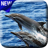 Дельфины Видео Живые Обои