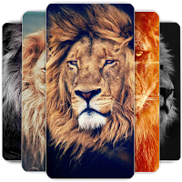 Lion Wallpapers HD