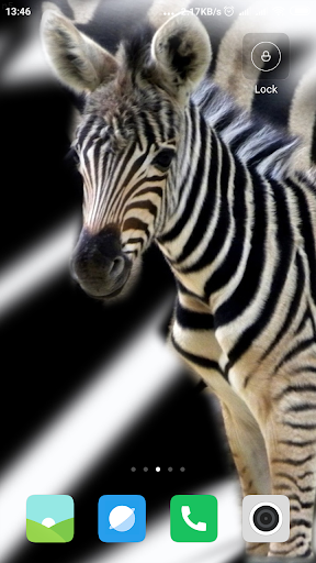 Zebra Wallpaper HD