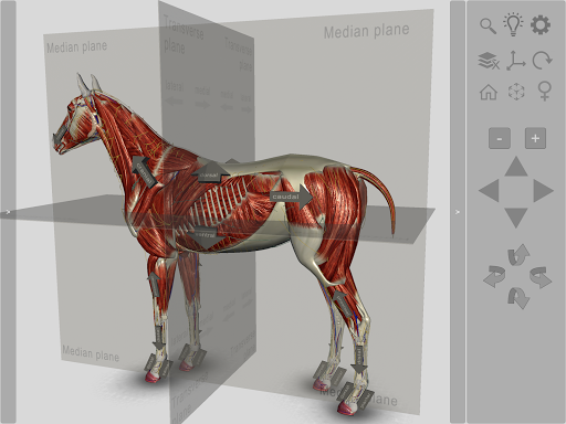 3D Horse Anatomy