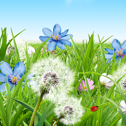 Icon image Summer Flowers Wallpaper