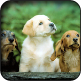 Cute dogs wallpapers icon