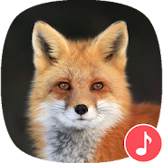 Appp.io - Fox sounds