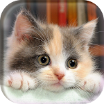 Cover Image of Baixar Cute Cats Wallpapers  APK