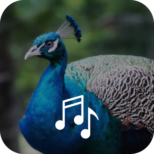 Get Peacock Ringtones for Android Aso Report