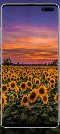 Sunset cute wallpapers