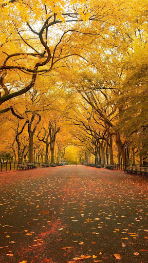 Four Season of Forest APUS Liv