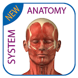 Human Anatomy - Muscles System icon