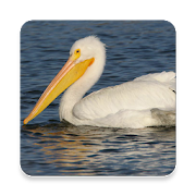 Top 31 Music & Audio Apps Like Pelican Bird Sound Collections ~ Sclip.app - Best Alternatives
