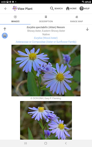 Screenshot of Flora of Virginia
