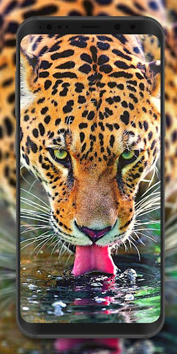 Download Wild Animal Wallpaper 4K - Offline Free for Android - Wild Animal  Wallpaper 4K - Offline APK Download 