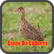 Top 32 Music & Audio Apps Like Canto Da Codorna 2020 - Best Alternatives
