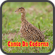 Cantos Colerio De Codorna Download on Windows