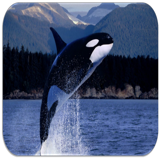 Whale Orca sounds 4.7.4 Icon