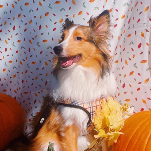 Shetland sheepdog Wallpapers logo