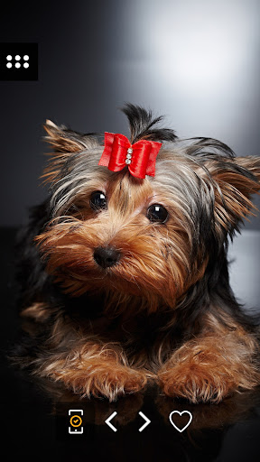 Android application Wallpapers 4K with animals screenshort