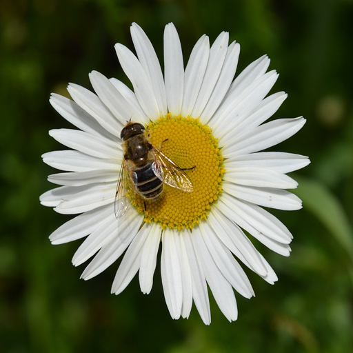 Flower Bee Wallpapers Google Play 應用程式