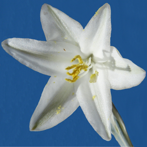 Anza-Borrego Wildflowers logo
