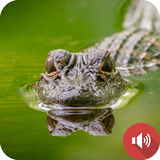Alligator Sounds logo