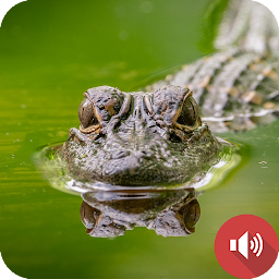 Image de l'icône sons d'alligator