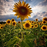 Sunflower Wallpaper HD icon