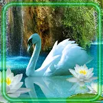 Cover Image of ダウンロード Swans Sounds Wallpaper  APK