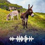 Cover Image of Download Donkey sounds Ringtones  APK