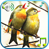 Birds Sounds & Ringtones icon