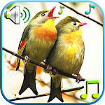 Cover Image of Download Birds Sounds & Ringtones  APK