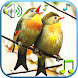 鳥の音と着メロ - Androidアプリ