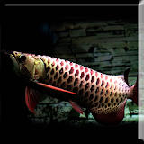 Dark Blue Arowana Fish LWP icon