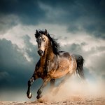 Cover Image of Download Horse Wallpapers  APK