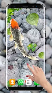 кои рыбы живые обои HD
