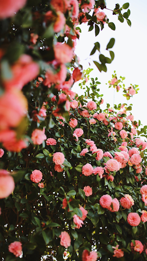 Camellia Wallpaper Screen 2