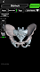 screenshot of Osseous System in 3D (Anatomy)