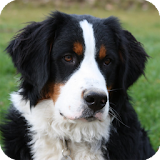 Bernese Mountain Pack 2 LWP icon