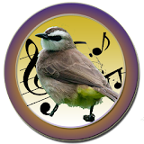 Nightingale Bird Sounds icon