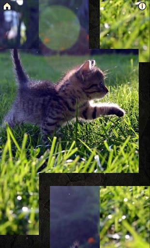 Cat therapy - jigsaw puzzles with cats purring