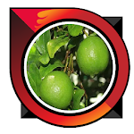 Cover Image of Télécharger lime cultivation 3.0 APK
