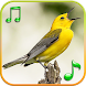 鳥は着メロを鳴らす - Androidアプリ