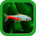 Cover Image of Download Tropical Fish Tank - Mini Aqua  APK