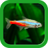 Tropical Fish Tank - Mini Aqua2.6