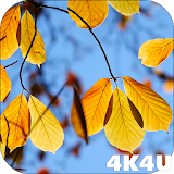 Autumn Leaves Video Wallpaper icon