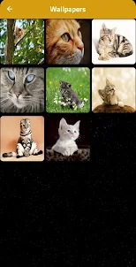 Cat Wallpapers