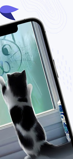 Funny Cat HD Wallpaper