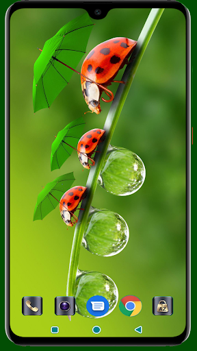 Lady Bug Wallpaper Screen 3