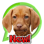 Cover Image of Download Stickers de Cachorros 1.0.0 APK