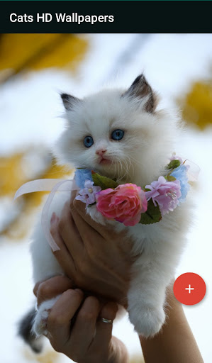 Android application Cats HD Wallpapers screenshort