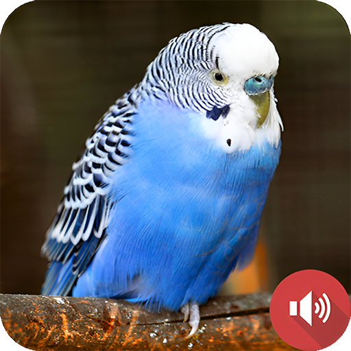 Parakeet Sounds